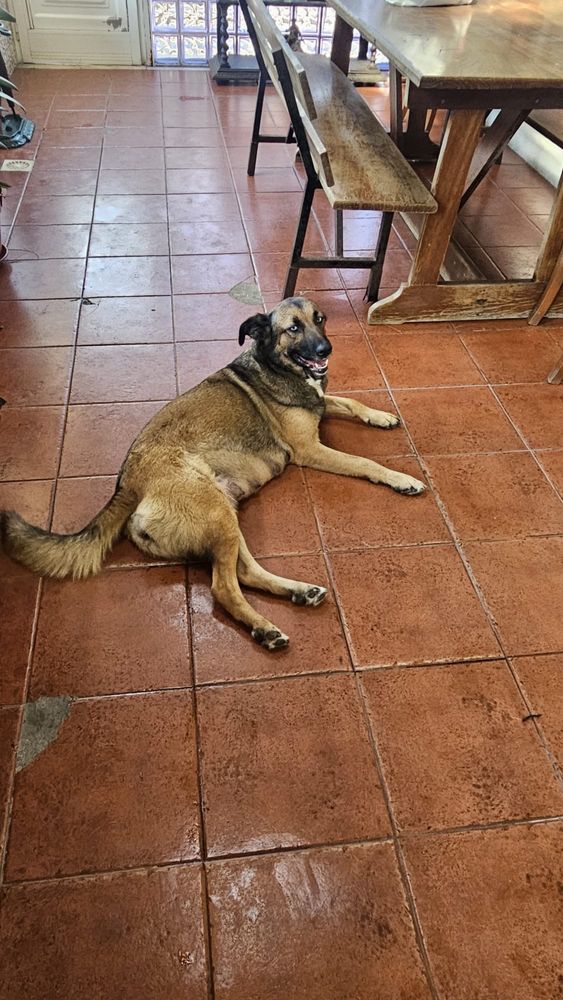 Caes Bebes para adoção