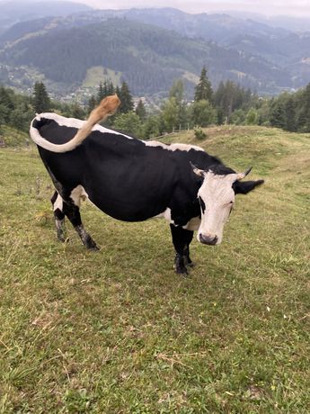 Корова чорна з білим