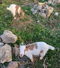 Casal de Cabras Anãs