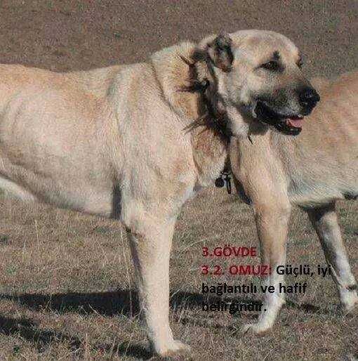 Kangal import Turcja hodowla D.K.BUBU FCI