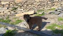 Pastor belga Groenendael cachorro