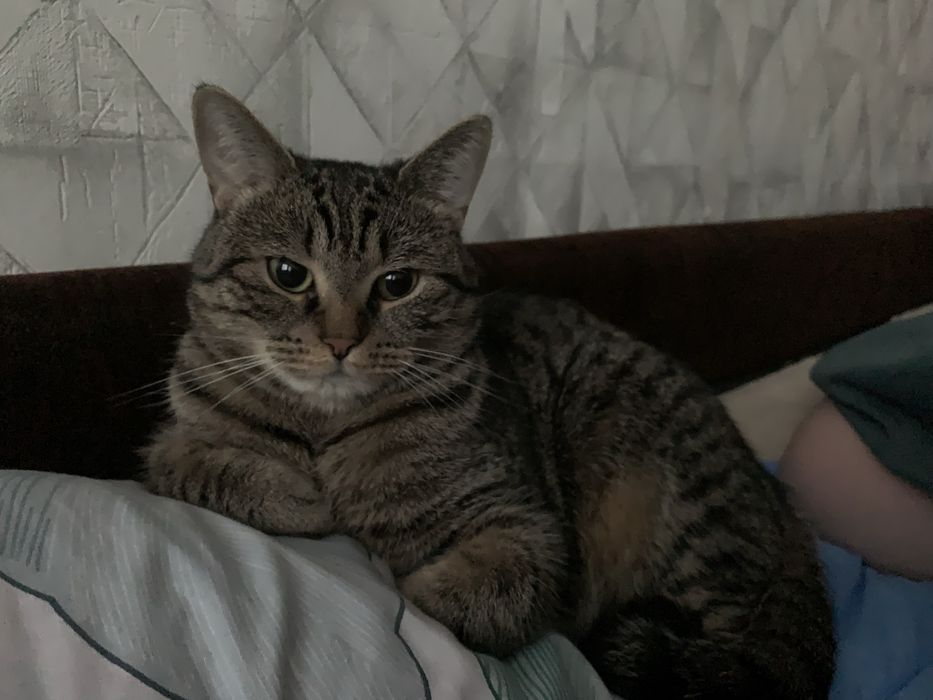 Отдам котика в добрые руки !