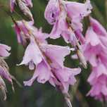 Dierama Robustum, Anielska wędka, dwuletnia