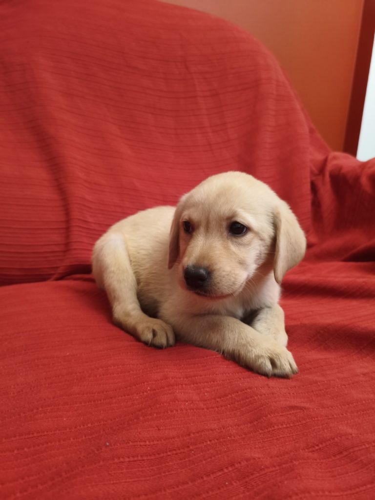 Labrador Amarelo c/ 2 mesinhos