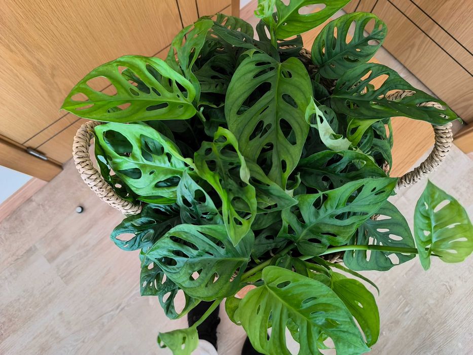 Costela-de-Adão Mini – com Folhagem Densa e Exuberante