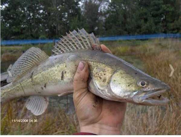 karp od 1 do 3,5kg 20zł  25zł kg oraz amur tołpyga sum węgorz