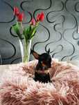 Pinscher minitura menina0