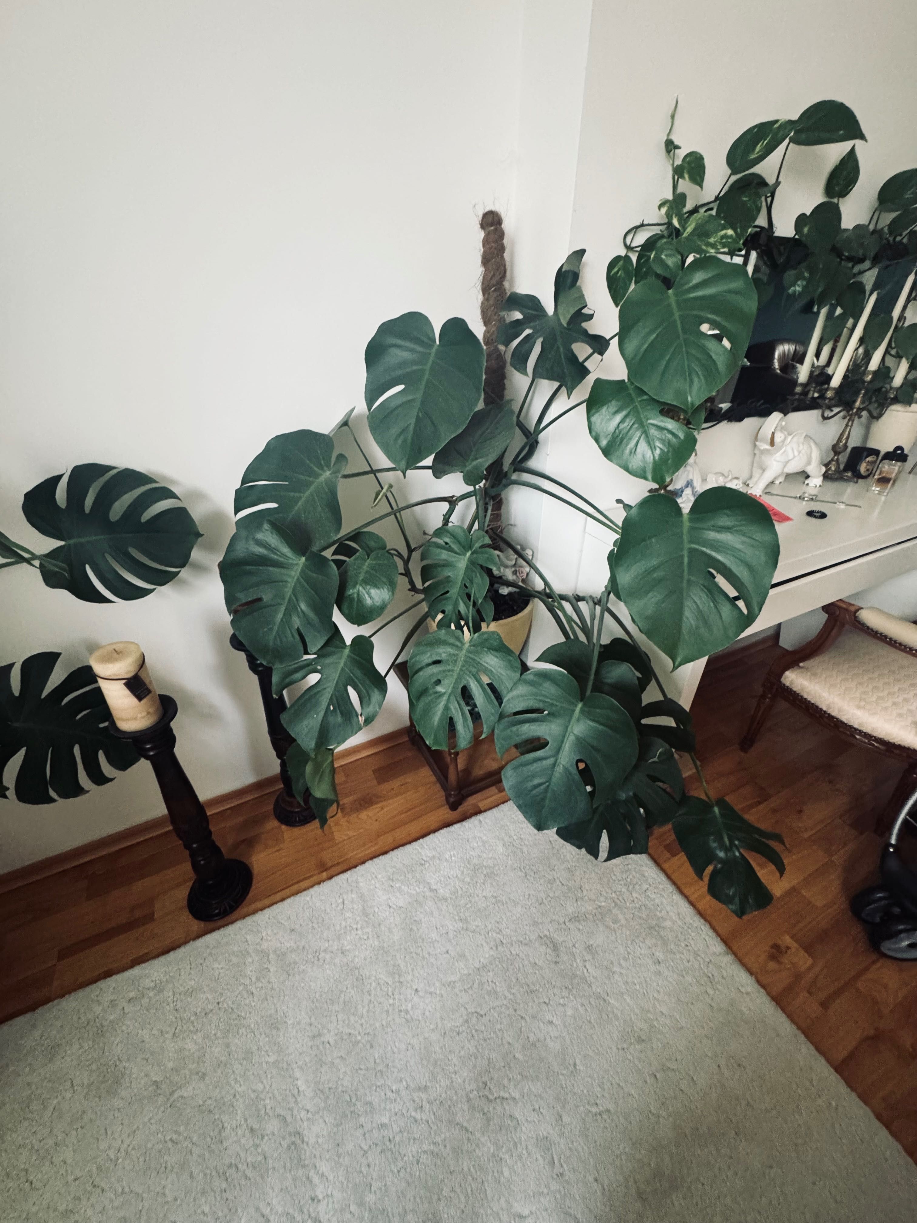 Kwiatek doniczkowy Monstera