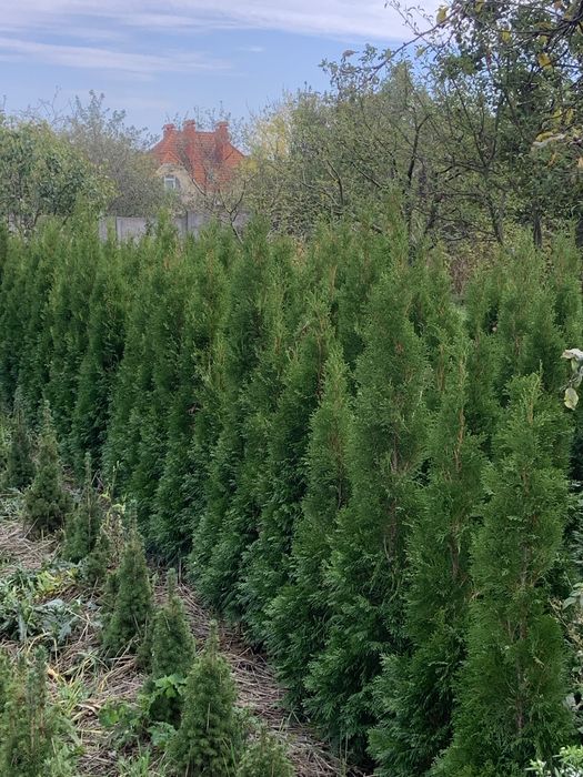 Туя Смарагд ,ялинка Коніка