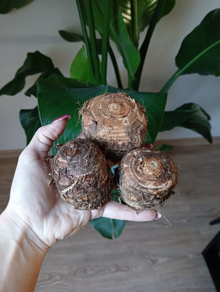 XXL Colocasia Esculenta Kolokazja olbrzymia Alokazja roślina egzotyczn