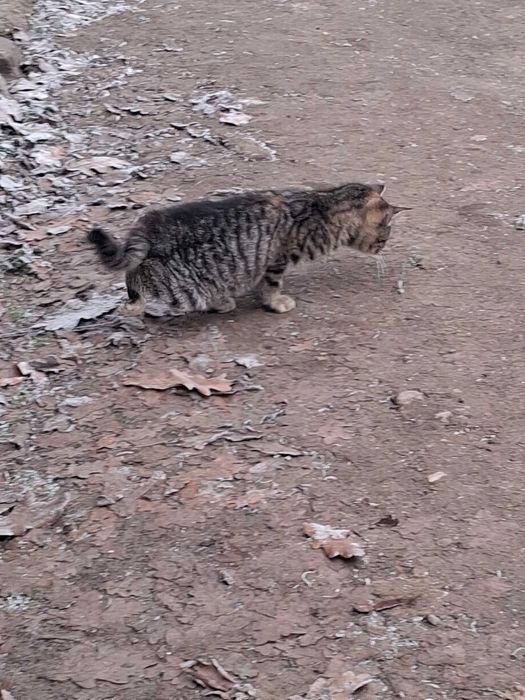 Mały kotek do oddania