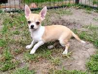 Chihuahua 4 miesiące, śliczna, odważna, rodowód czter-pokoleniowy.