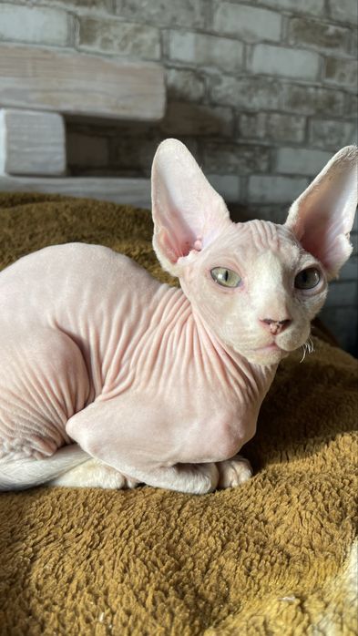 Сфінкс, хлопчик 4 міс., красень