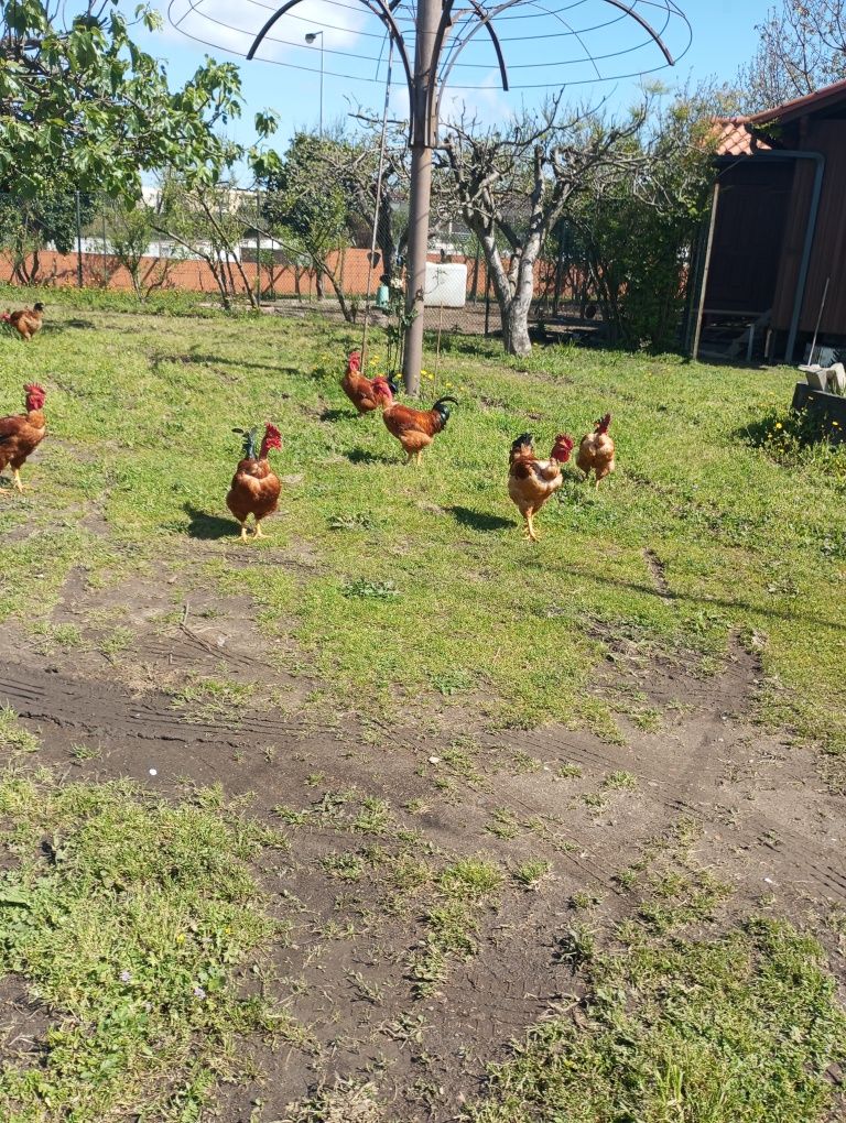 Vendo frangos a 6€ o kg criados ao ar livre só comem milho e ervados a