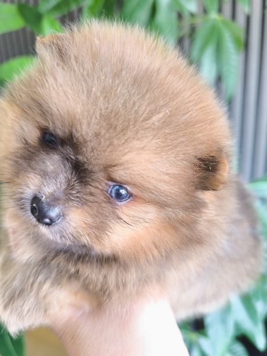 Spitz Anão/ Lulu da Pomerânia olhos azuis  Mini.