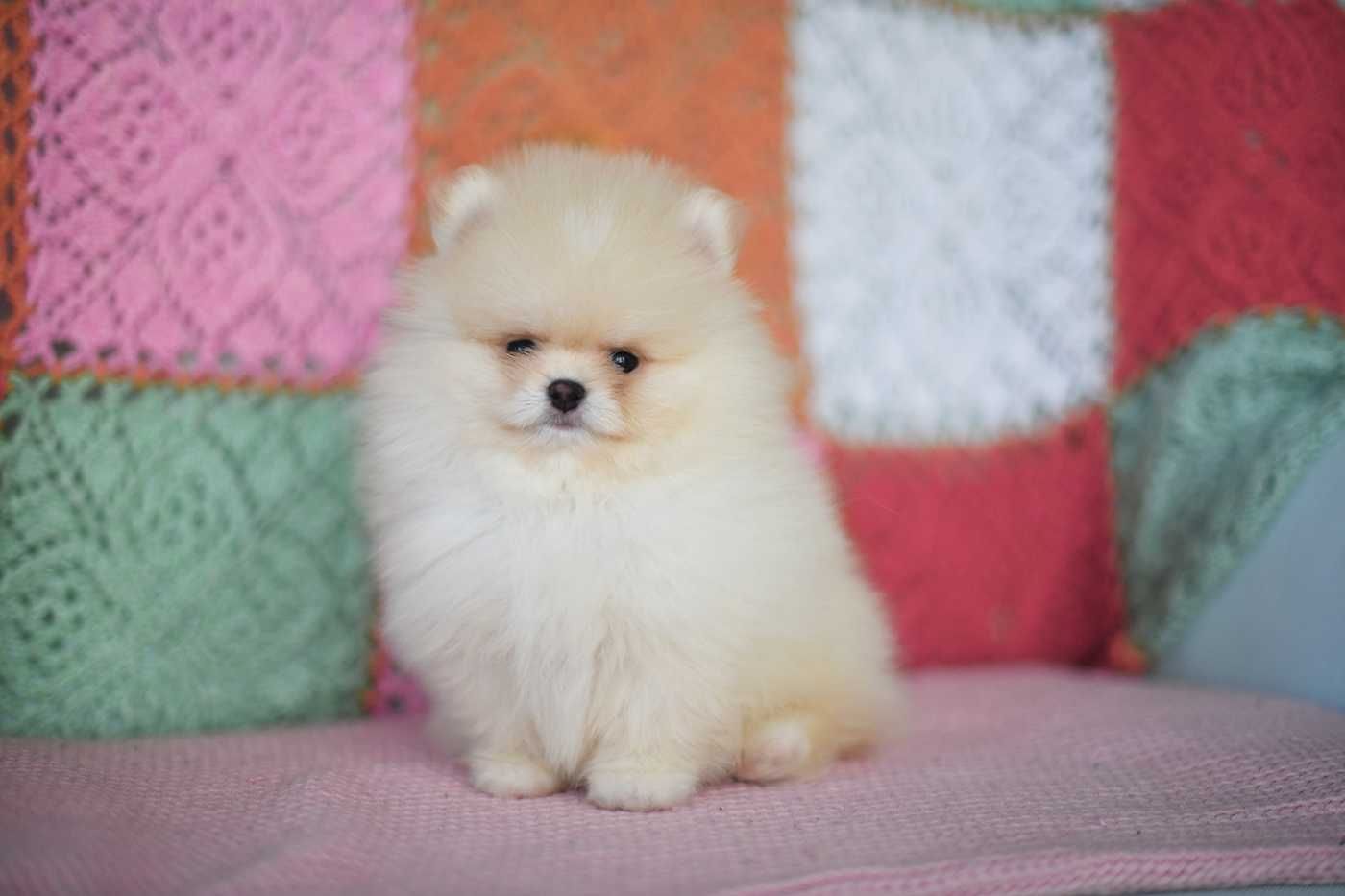 Pomeranian-piekny maluszek cream,zloto