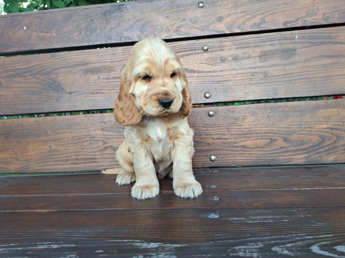 Cocker Spaniel piesek