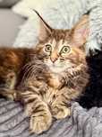 Kotka do odbioru Maine coon