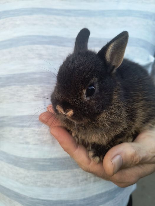 Кролик Мини Нидерланский