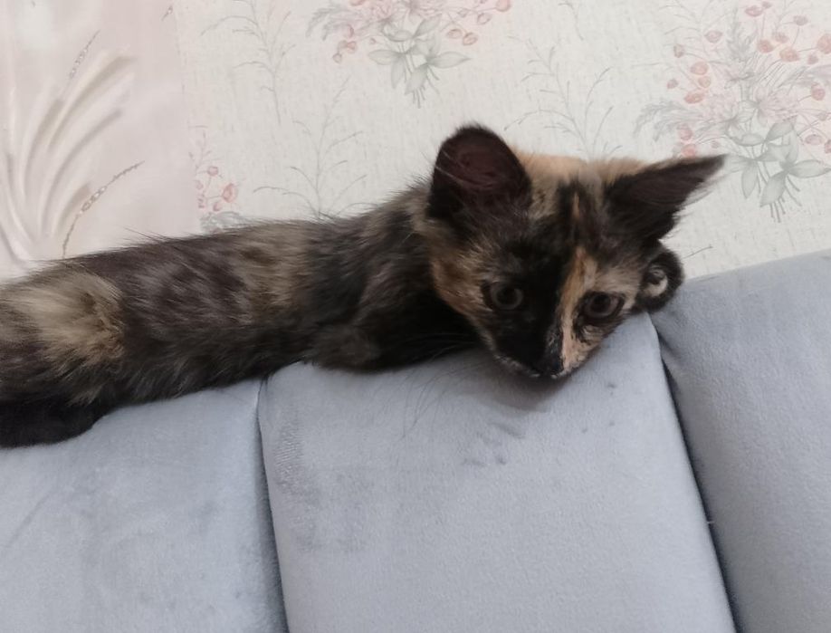 Отдам красивую кошечку срочно