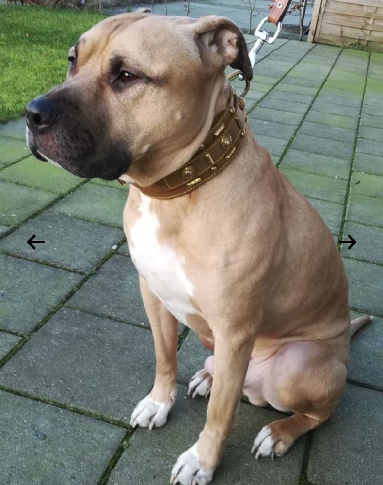 Нашийник для великих собак Doxtasy – Halsband – Glorious Tan