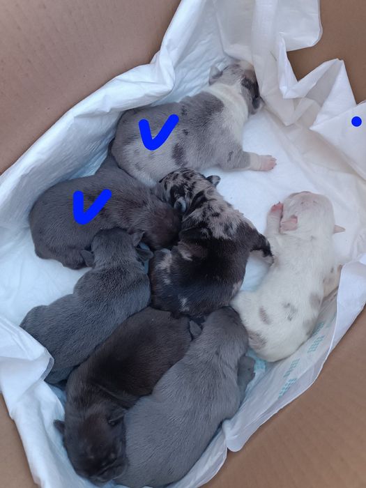 Гарнесенькі,в різноманітних кольорах, дівчатка та хлопчики Доставимо