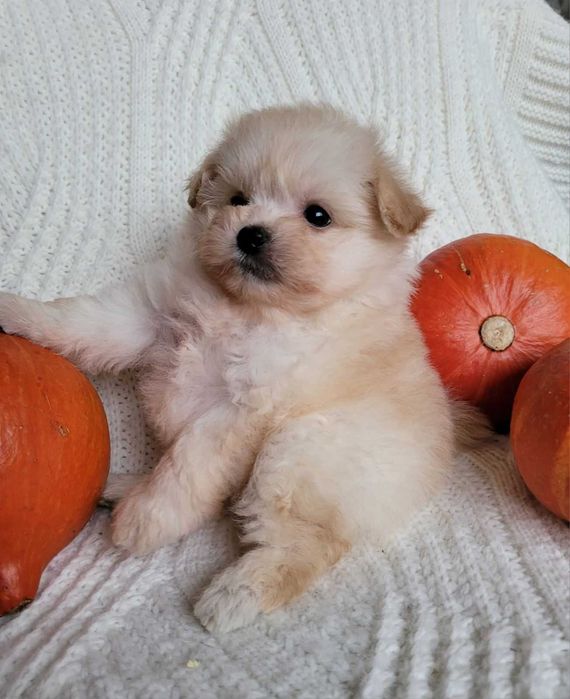 Наче іграшковий ведмедик) Дизайнерська mini pomapoo дівчинка з Києва