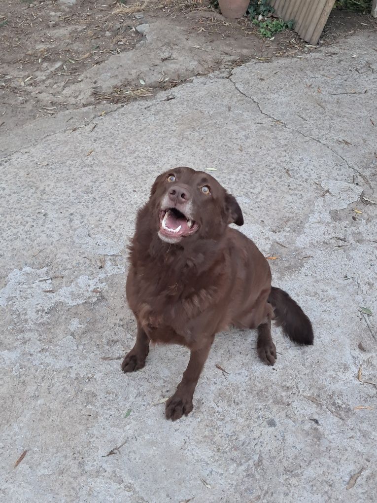 Chocolate para adoção responsável