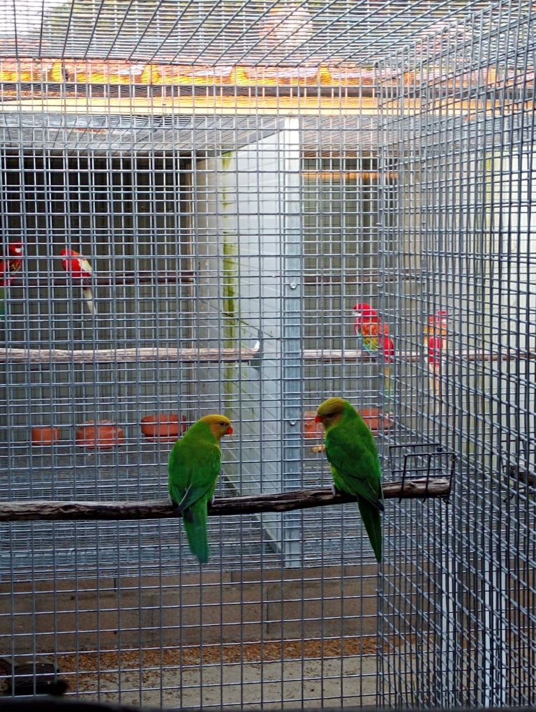 Casais reprodutores de loris euteles