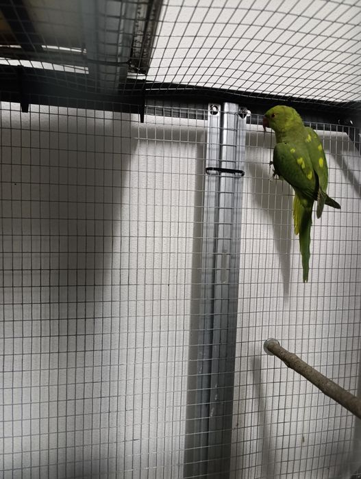 Vendo roselas e ring neck