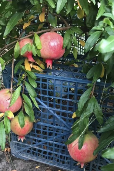 Продам саджанці інжиру і граната