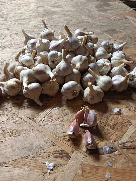 Czosnek Ornak 70 sztuk 4,0 cm przesyłka OLX Tanio!