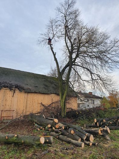 Tanio,wycena gratis.Wycinka drzew trudnych,uslugi mulczerem i rebakiem