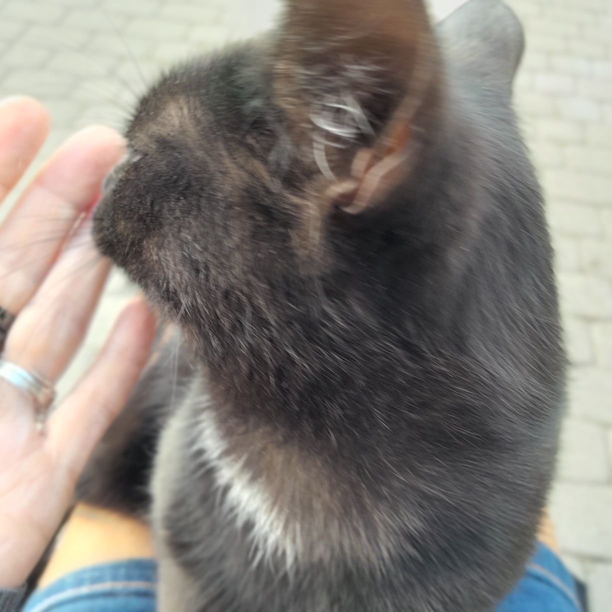 Kotek szuka domku