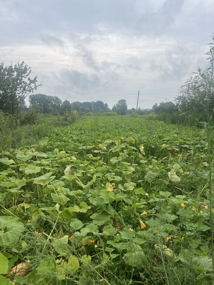 Продаж будинку в селі Лука