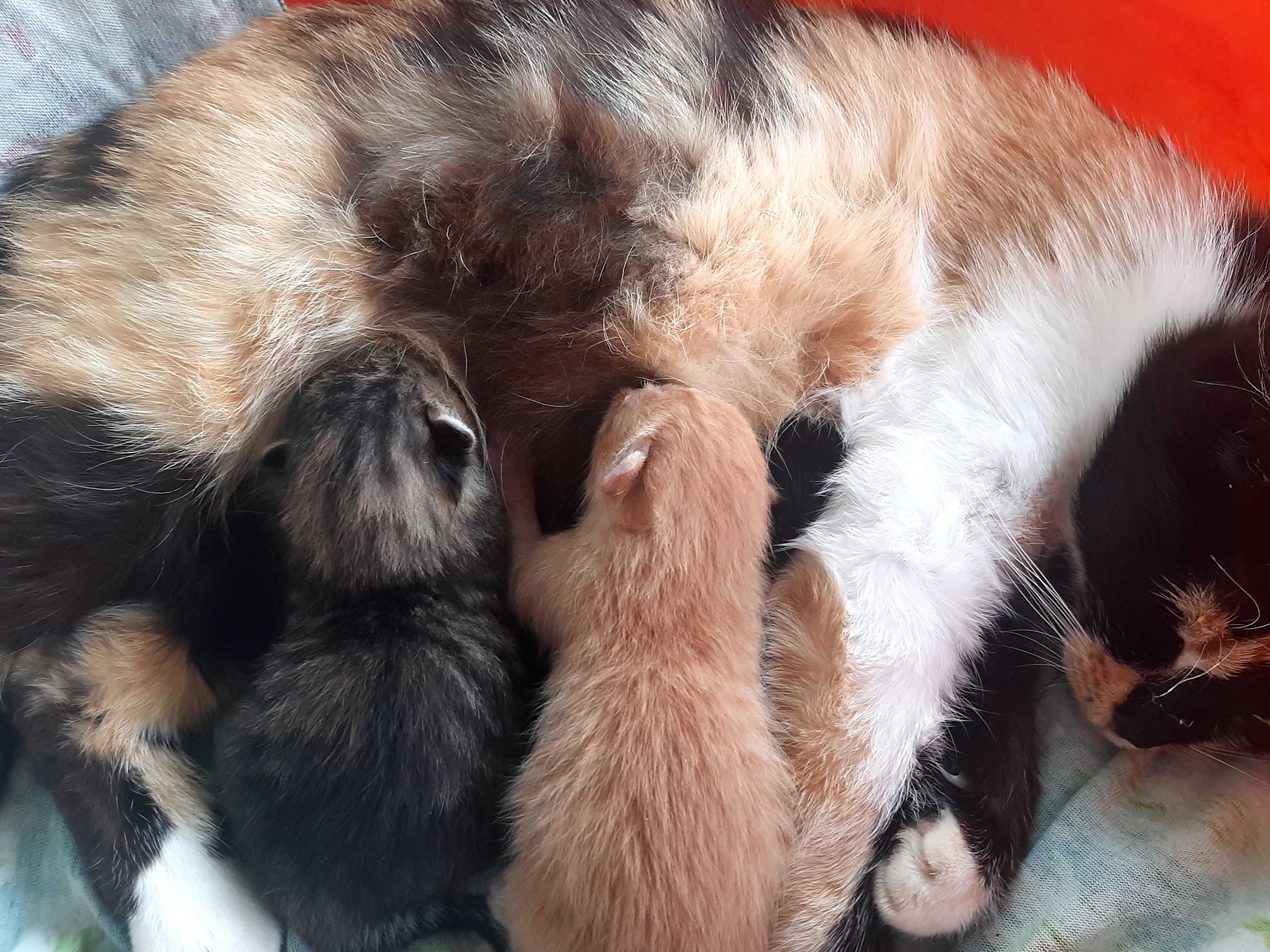 Кошенятка, манюні, новонароджені для затишку оселі