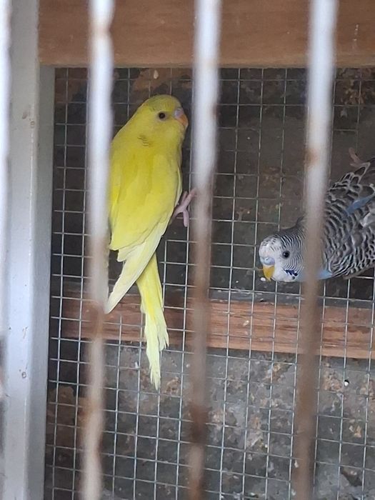 Periquitos australianos