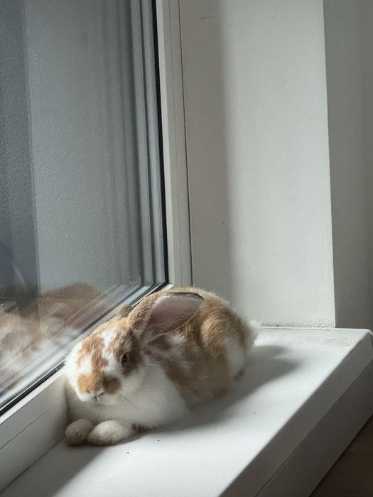 Oddam krolika w dobre rece