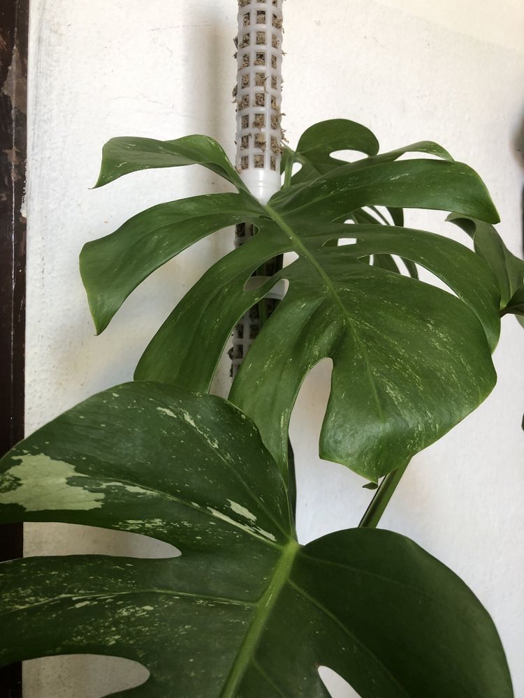 Monstera variegata