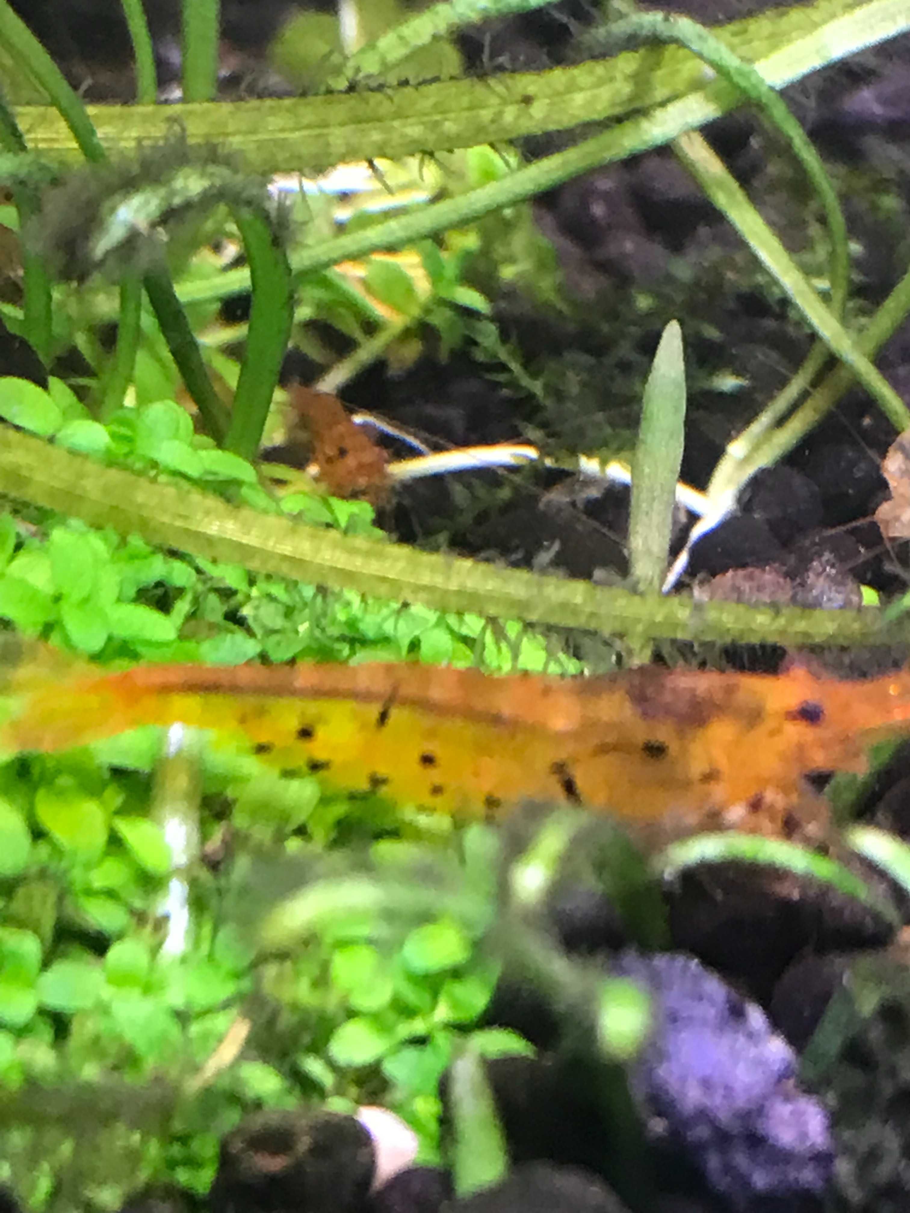 Креветка Золотий Тигр / Golden Tiger Shrimp (Tangarine Tiger)