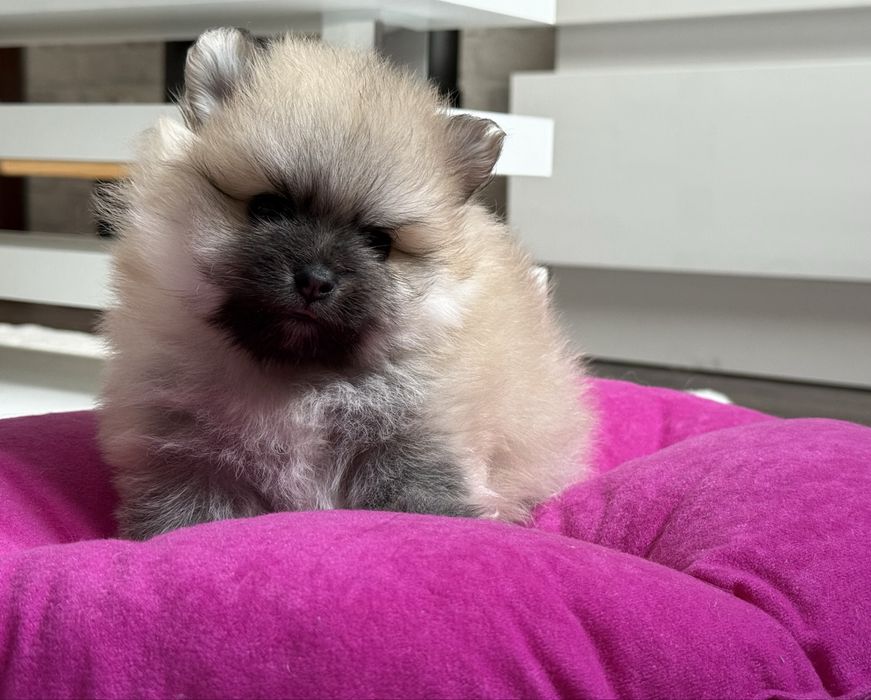 Szpic miniaturowy pomeranian, suczka  orange sable.