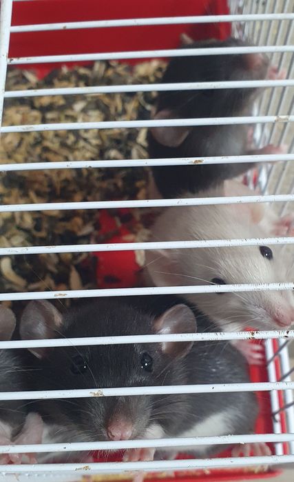 Крысята дамбо  ,ждут свои ручки.