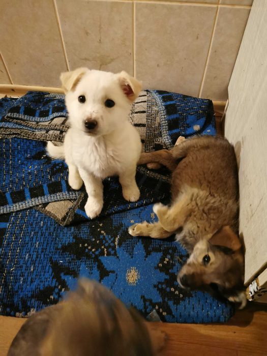 Віддам цуценят добрим людям.