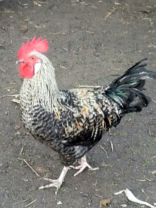 Koguty z własnej hodowli