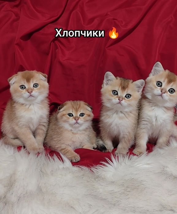 Золота шиншила прямовухі висловухі кошенята шикарні