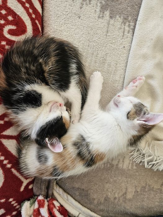 Oddam kotki tricolor