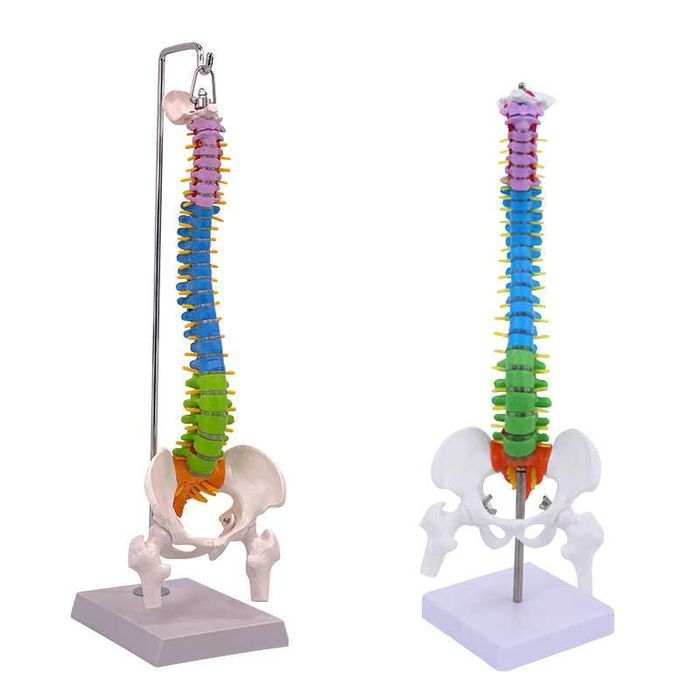 Шкільна модель хребта скелета людини макет позвоночника человека 45см