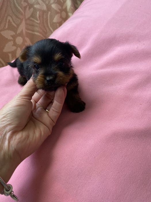 Yorkshire terrier femea miniatura