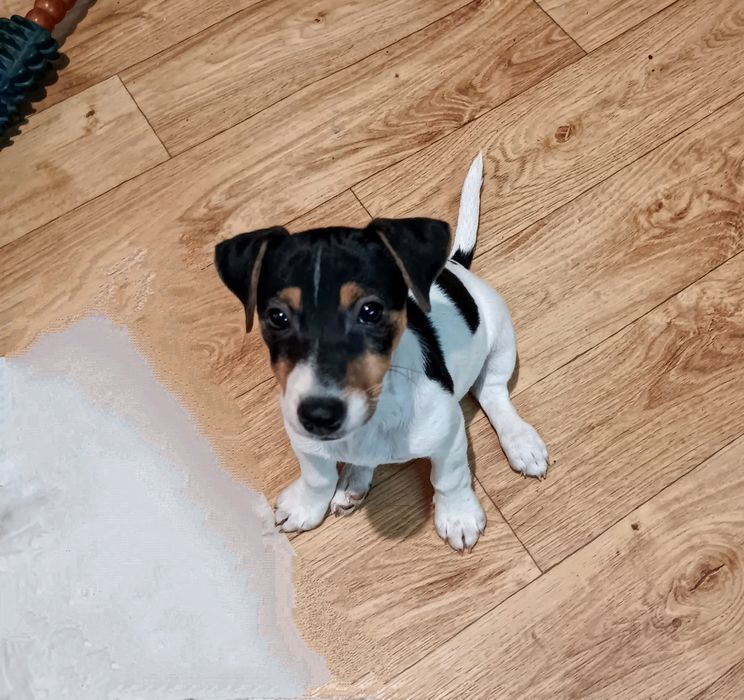 Джек Рассел Терьер