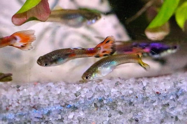 Peixe Guppy Endler Macho